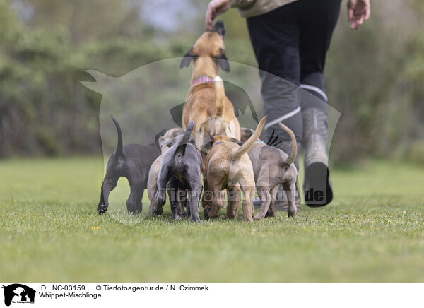 Whippet-Mischlinge / NC-03159