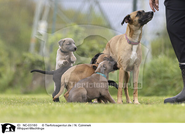 Whippet-Mischlinge / Sighthound-Mongrels / NC-03160