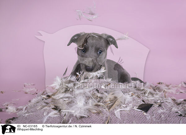 Whippet-Mischling / Sighthound-Mongrel / NC-03165