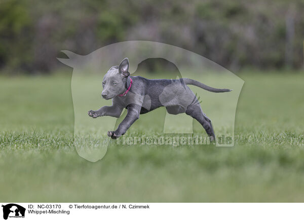 Whippet-Mischling / Sighthound-Mongrel / NC-03170