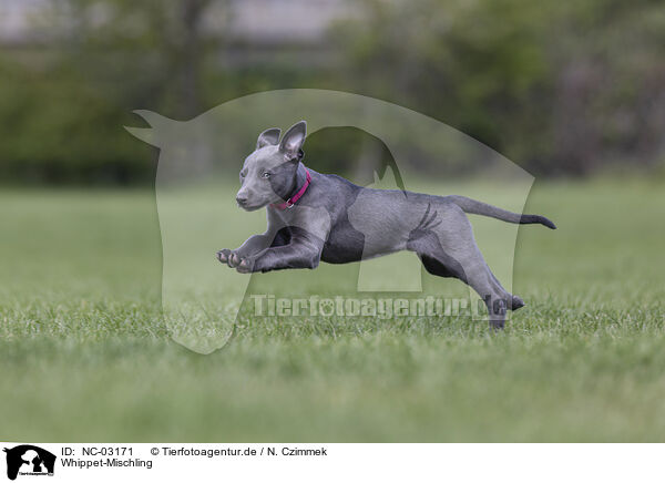 Whippet-Mischling / Sighthound-Mongrel / NC-03171