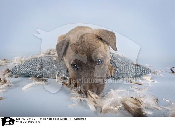 Whippet-Mischling / Sighthound-Mongrel / NC-03172