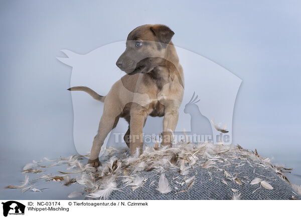 Whippet-Mischling / NC-03174