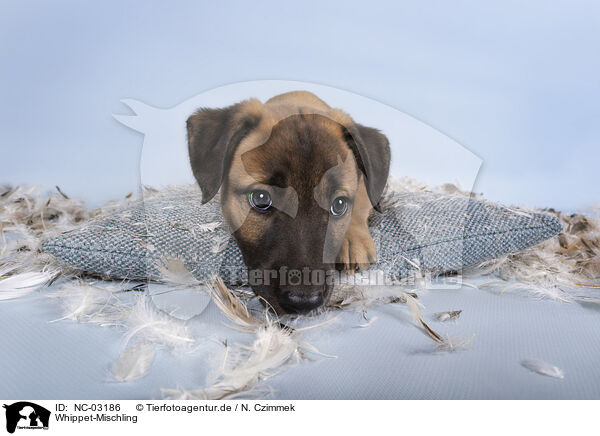 Whippet-Mischling / Sighthound-Mongrel / NC-03186