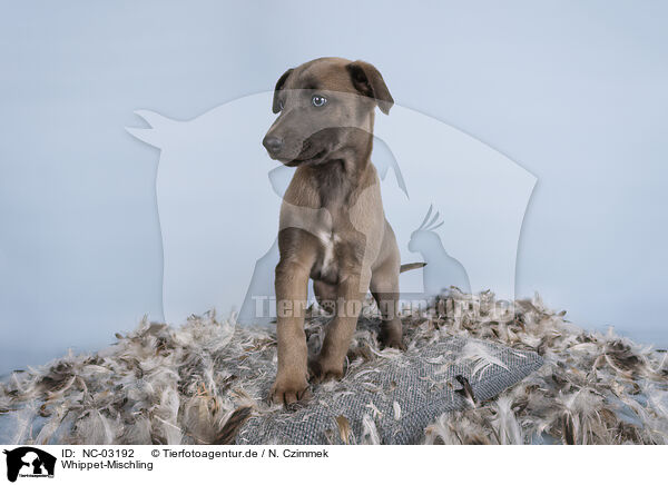 Whippet-Mischling / NC-03192