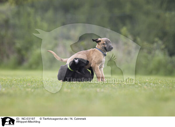 Whippet-Mischling / Sighthound-Mongrel / NC-03197