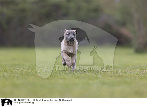 Whippet-Mischling / Sighthound-Mongrel / NC-03198