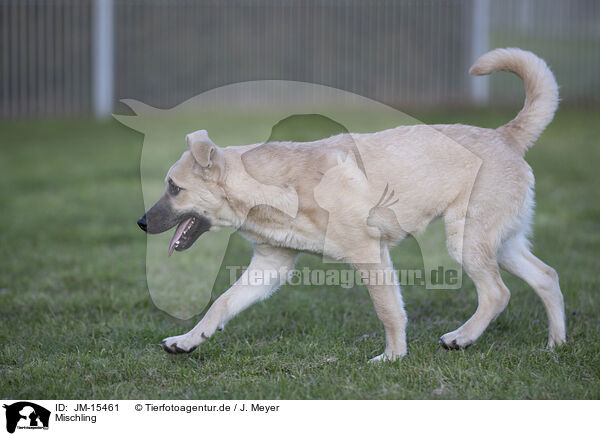 Mischling / mongrel / JM-15461
