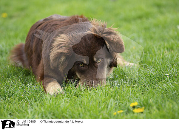 Mischling / mongrel / JM-15485