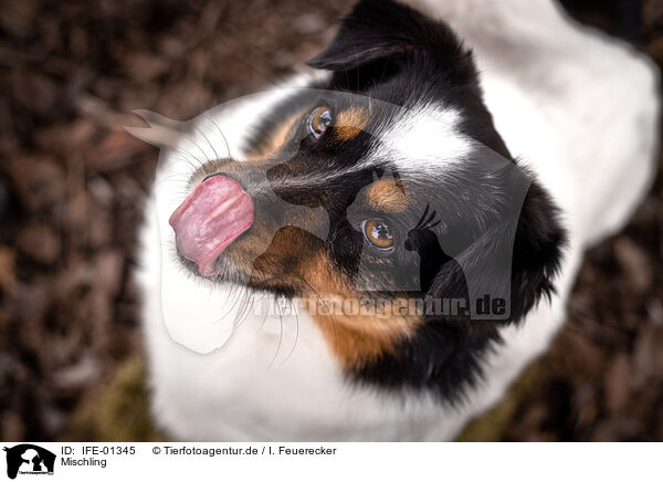 Mischling / mongrel / IFE-01345