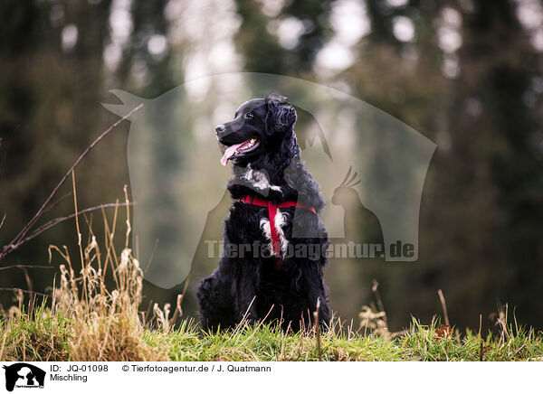 Mischling / mongrel / JQ-01098