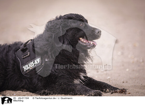 Mischling / mongrel / JQ-01194