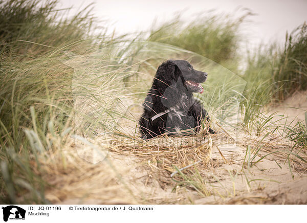 Mischling / mongrel / JQ-01196
