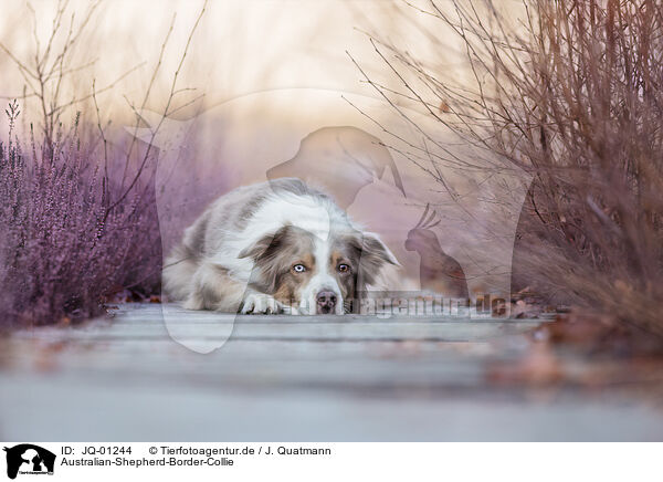 Australian-Shepherd-Border-Collie / Australian-Shepherd-Border-Collie / JQ-01244