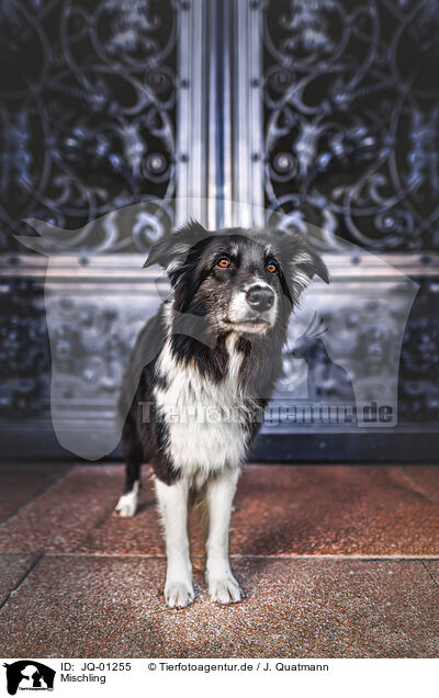 Mischling / mongrel / JQ-01255