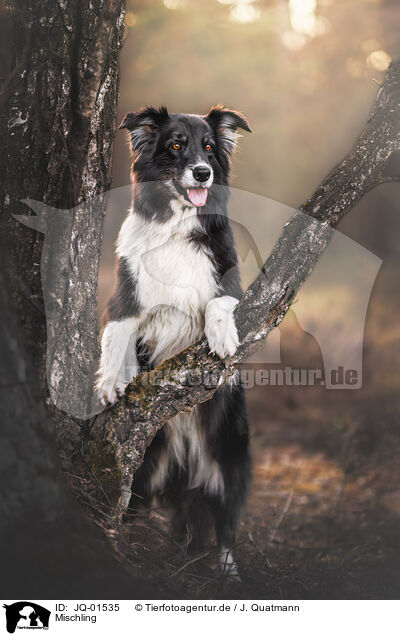 Mischling / mongrel / JQ-01535