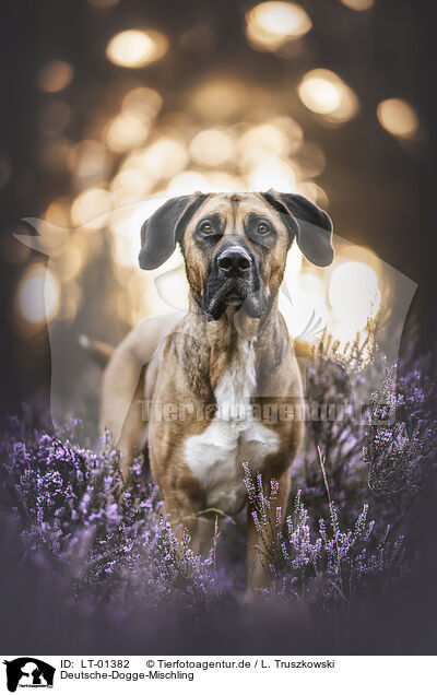 Deutsche-Dogge-Mischling / Great-Dane-Mongrel / LT-01382