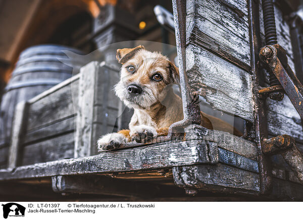Jack-Russell-Terrier-Mischling / Jack-Russell-Terrier-Mongrel / LT-01397