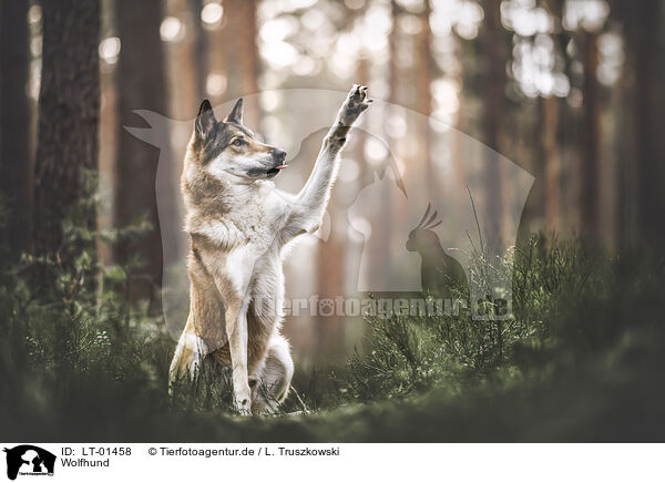 Wolfhund / LT-01458