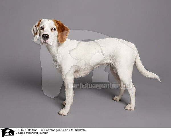 Beagle-Mischling Hndin / female Beagle-Mongrel / MSC-01162