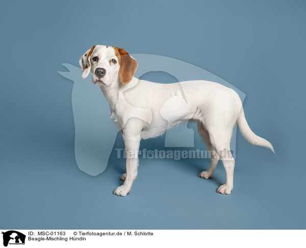 Beagle-Mischling Hndin / female Beagle-Mongrel / MSC-01163