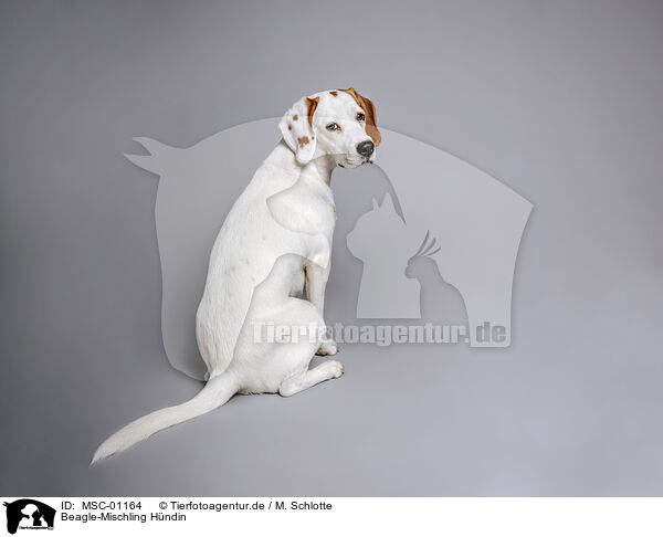 Beagle-Mischling Hndin / female Beagle-Mongrel / MSC-01164