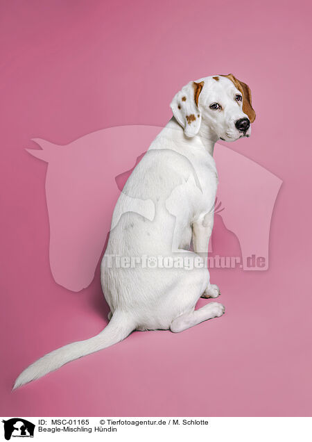 Beagle-Mischling Hndin / female Beagle-Mongrel / MSC-01165