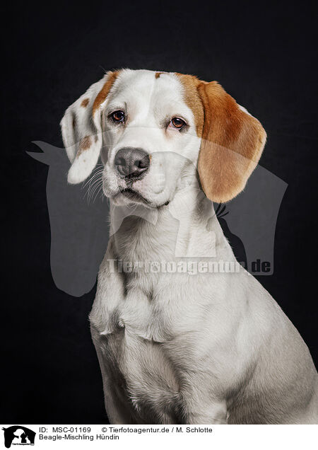 Beagle-Mischling Hndin / female Beagle-Mongrel / MSC-01169