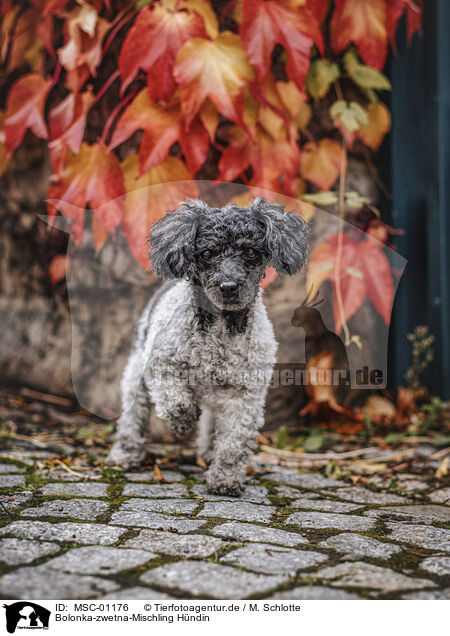 Bolonka-zwetna-Mischling Hndin / female Bolonka-zwetna-Mongrel / MSC-01176