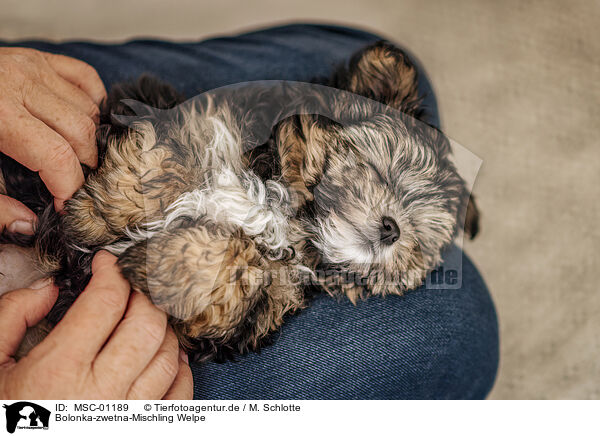 Bolonka-zwetna-Mischling Welpe / Bolonka-zwetna-Mongrel Puppy / MSC-01189