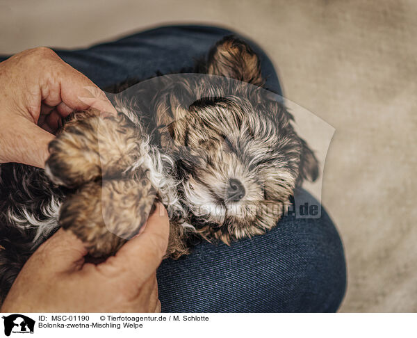 Bolonka-zwetna-Mischling Welpe / Bolonka-zwetna-Mongrel Puppy / MSC-01190