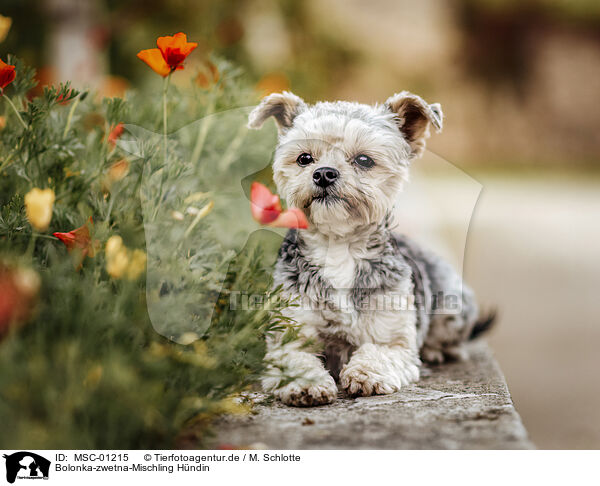 Bolonka-zwetna-Mischling Hndin / female Bolonka-zwetna-Mongrel / MSC-01215