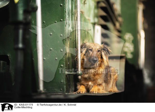 Collie-Mischling / Collie-Mongrel / KAS-01175