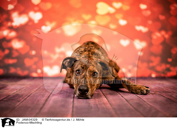 Podenco-Mischling / Podenco-Mongrel / JAM-04329