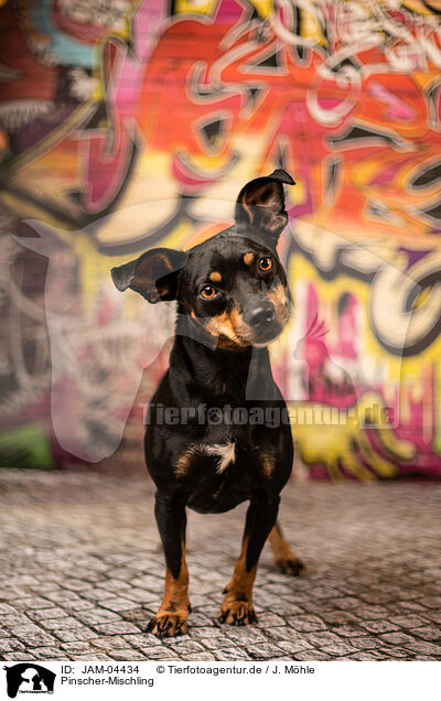 Pinscher-Mischling / Pinscher-Mongrel / JAM-04434