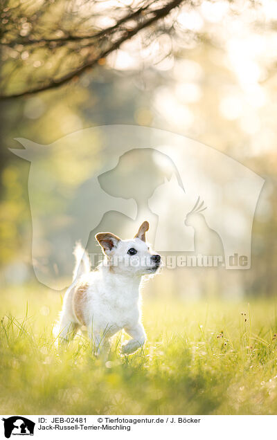 Jack-Russell-Terrier-Mischling / Jack-Russell-Terrier-Mongrel / JEB-02481