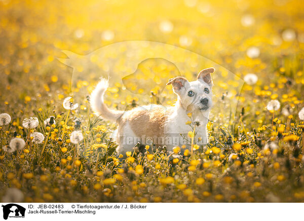 Jack-Russell-Terrier-Mischling / Jack-Russell-Terrier-Mongrel / JEB-02483
