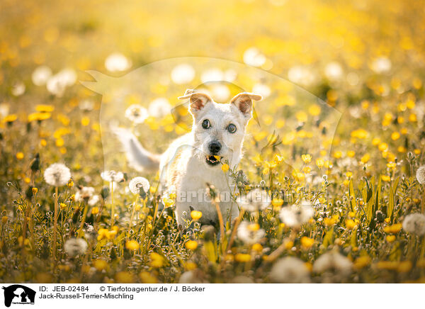 Jack-Russell-Terrier-Mischling / Jack-Russell-Terrier-Mongrel / JEB-02484