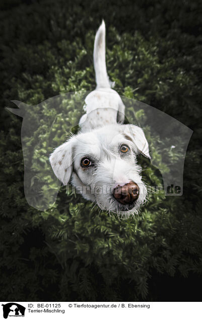 Terrier-Mischling / Terrier-Mongrel / BE-01125
