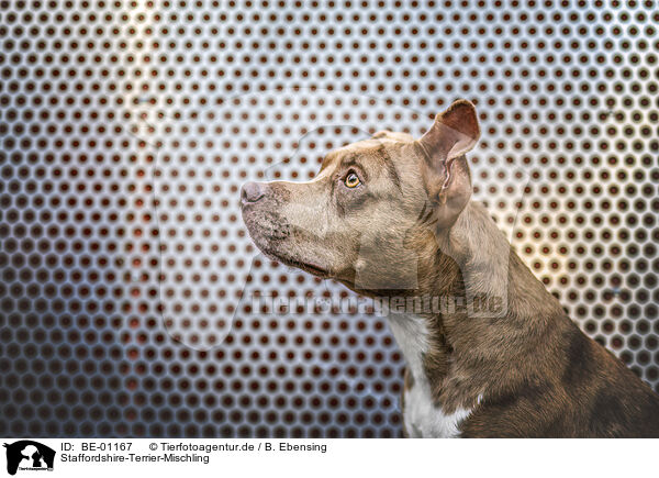 Staffordshire-Terrier-Mischling / Staffordshire-Terrier-Mongrel / BE-01167