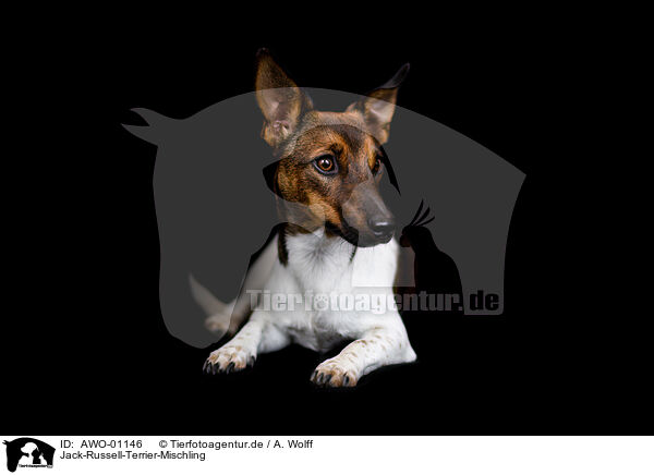 Jack-Russell-Terrier-Mischling / Jack-Russell-Terrier-Mongrel / AWO-01146