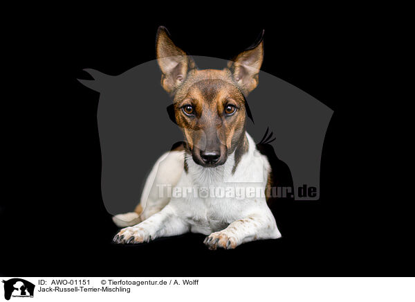 Jack-Russell-Terrier-Mischling / Jack-Russell-Terrier-Mongrel / AWO-01151