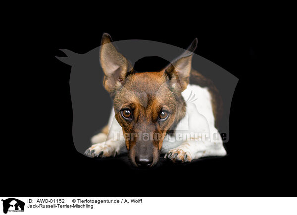Jack-Russell-Terrier-Mischling / Jack-Russell-Terrier-Mongrel / AWO-01152