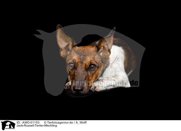 Jack-Russell-Terrier-Mischling / Jack-Russell-Terrier-Mongrel / AWO-01153