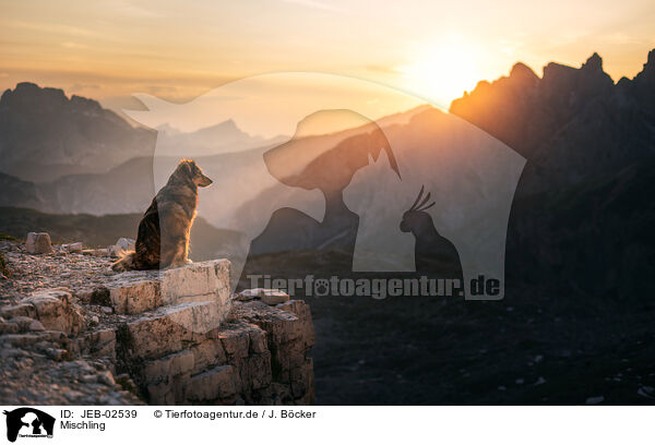 Mischling / mongrel / JEB-02539