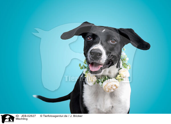 Mischling / mongrel / JEB-02627