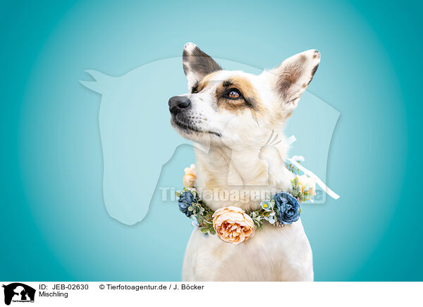 Mischling / mongrel / JEB-02630