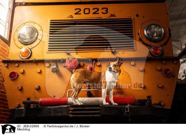 Mischling / mongrel / JEB-02669