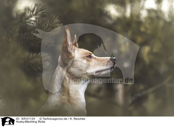Husky-Mischling Rde / male Husky-Mongrel / KR-01134