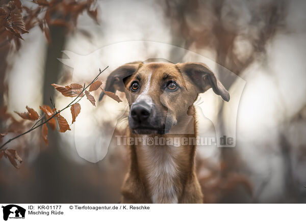 Mischling Rde / male mongrel / KR-01177